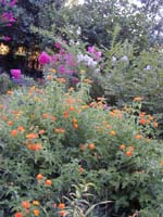 Lantana and Crepe Myrtle