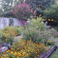 Yellow cosmos and Crepe Myrtle