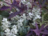 Ornamental Sweet Potato, Licorice