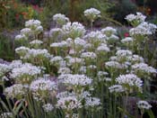 Garlic Chives