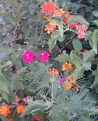 Lantana & Cypress Vine