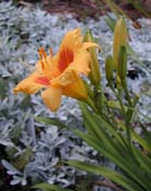 Bown-eyed Stella dayLily