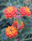 Lantana