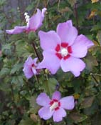 Rose of Sharon