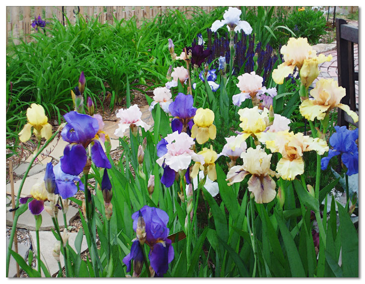 irises in the back garden