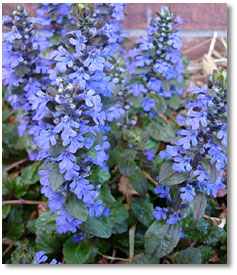 Ajuga