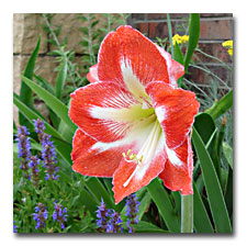 Amaryllis