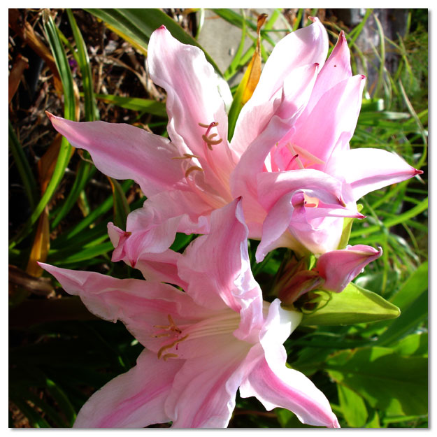 Amarcrinum Fred Howard