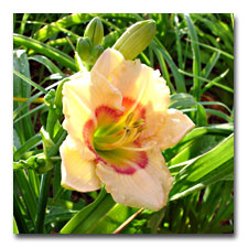 nameless Daylily from the old garden