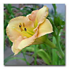 Aprocot Daylily