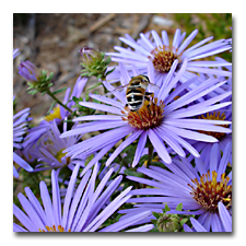 Asters and Bee