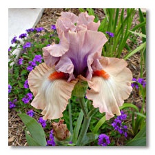 most interesting iris color