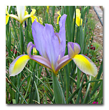 Bi-Color Dutch Iris