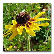 Black Eyed Susan