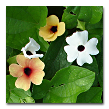 Black Eyed Susan Vine