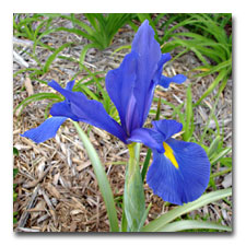 A Blue Dutch Iris