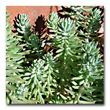 Blue Spruce Sedum (sedum reflexum)