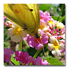 Butterfly and Lantana