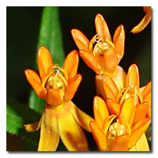 Butterfly Weed