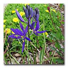 Camassia Blue Melody