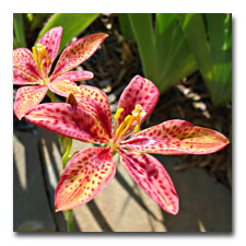 Candy Lily