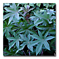 Caster Bean Plant