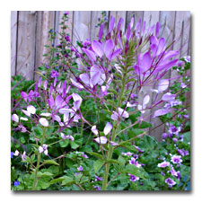 Cleome