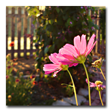 Cosmos in Morning Light