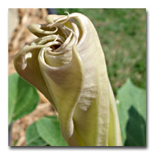 Datura Moonflower in Bud