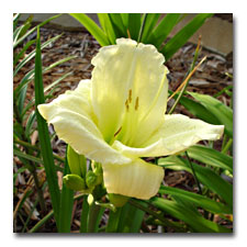  Creamy Daylily