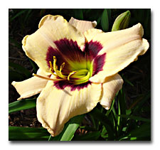 My first Daylily