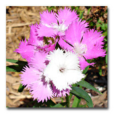 The dianthus is starting to bloom again