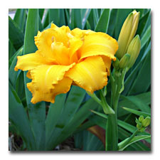 DoubleY ellow Daylily