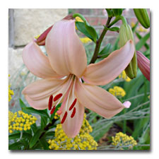 Fairest Asiatic Lily