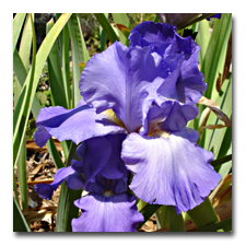 Feedback, A rebloomer iris