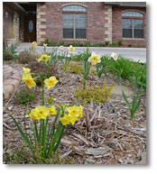 The front bed at the end of March