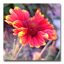 The Gaillardia keeps on blooming, too