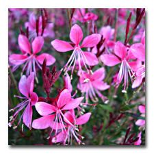 Gaura