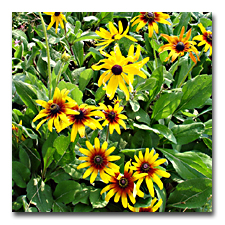 The Gloriosa Daisies I planted as seeds are blooming now