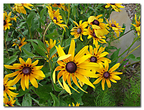 Gloriosa Daisies