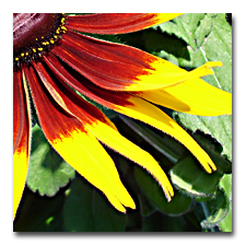 This gloriosa daisy is enormous