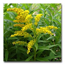 Dwarf Golden Rod