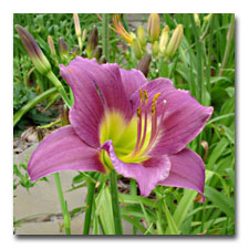 Grape Daylily