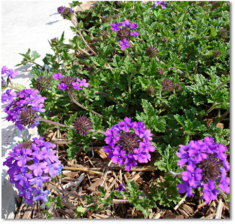 Homestead Verbena