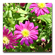 Hot Pink Aster