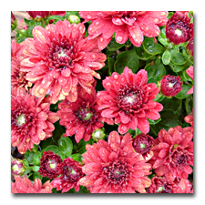 Hot Pink Mums