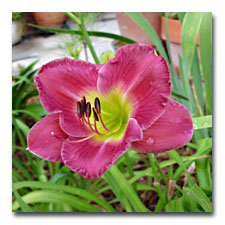 Hot Pink Daylily with Green Eye
