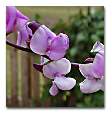 hyacinth bean vine