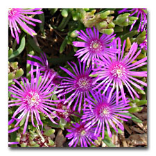 Ice Plant