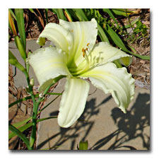 My personal favorite daylily